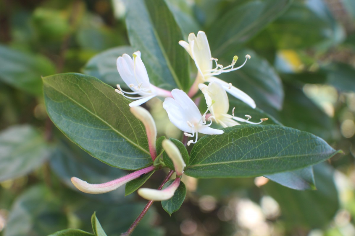 Lonicera japonica Thunb.